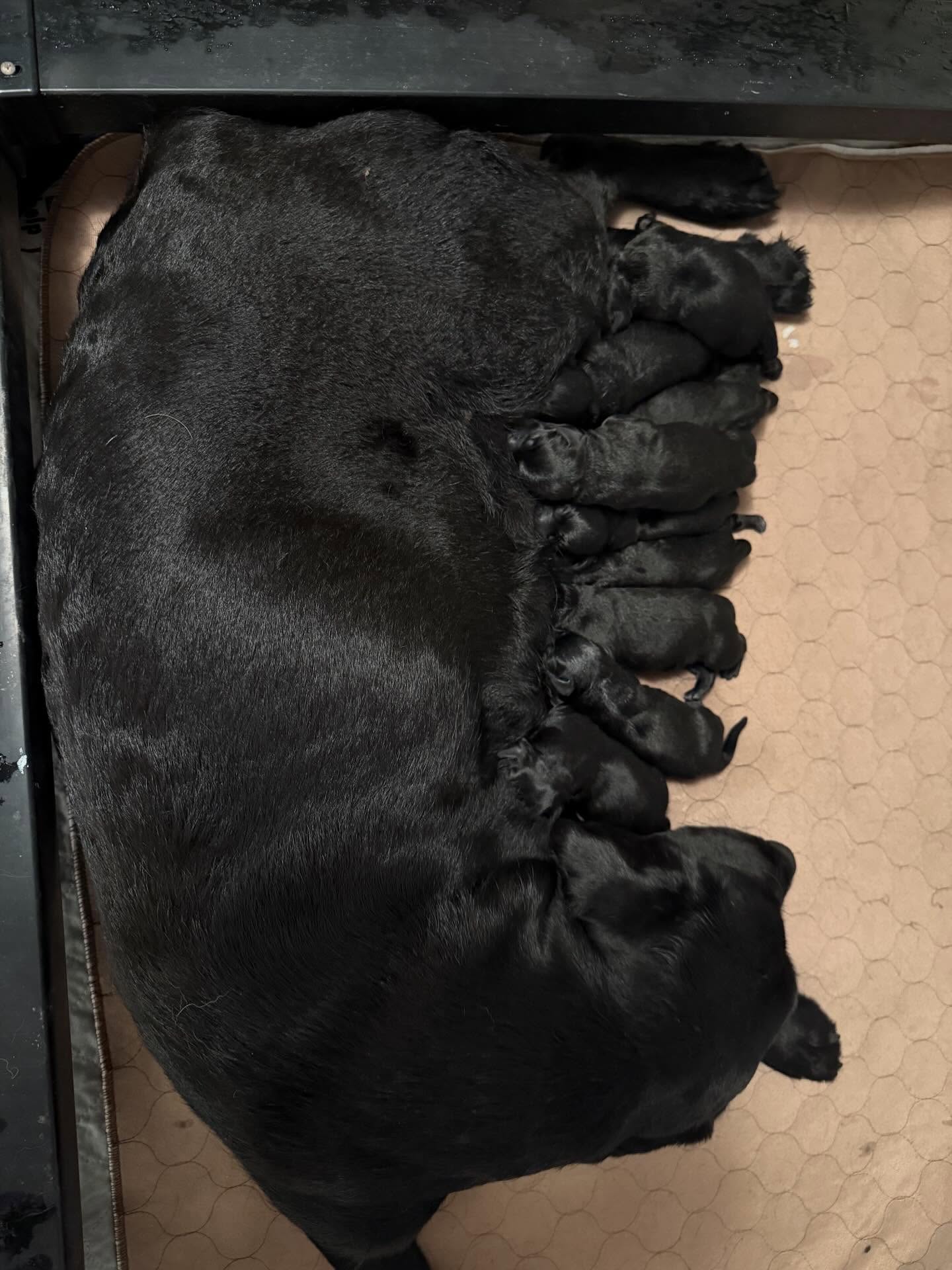 Tesla’s pups have arrived! 5 boys and 4 girls. I’ll be reaching out to people on the list in a week or so.