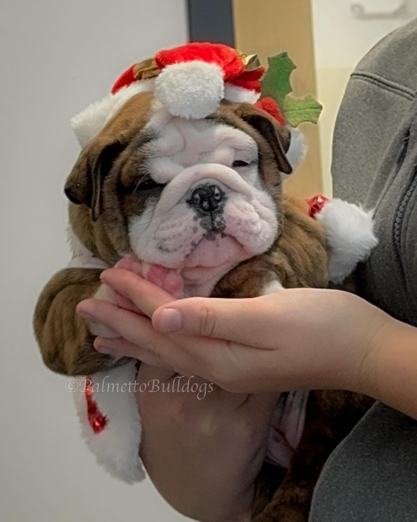 Aslan has a “Mean Mug” but a heart of gold! #insta #love #palmettobulldogs #englishbulldogs #bulldog