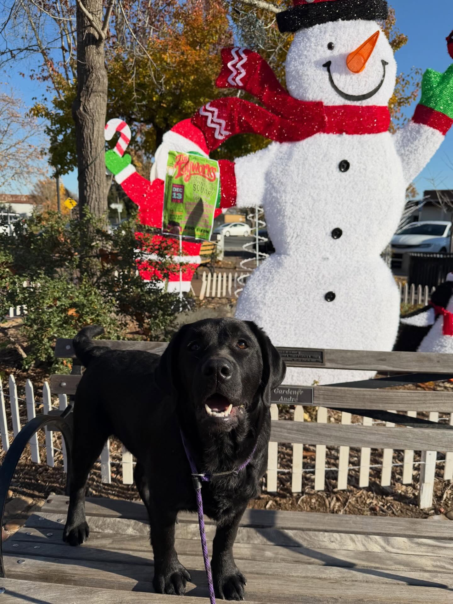 Christmas Dottie š