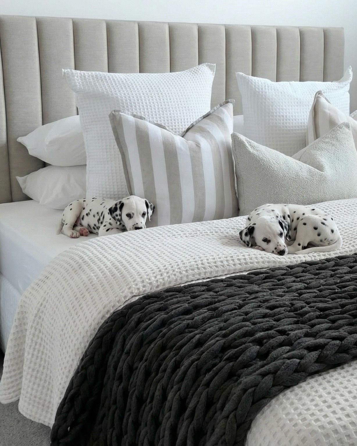 Loved creating this trending dalmatian content for my client, such a fun way to bring personality into their brand. How did we do? As a social media manager in Melbourne I always look for creative ways to blend storytelling, strategy, and aesthetics to boost engagement and reach.
#SocialMediaManagerMelbourne #ContentCreatorMelbourne #SocialMediaStrategy