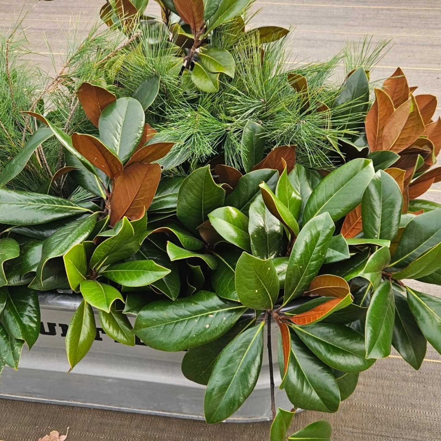 ✨️🌿Feeling inspired to make your own wreath or add fresh greenery inside your home? We have freshly cut Magnolia, holly, pine and more straight from our tree fields! Available today for $5/bundle! 🌿✨️
We will have fresh greenery available throughout the Christmas season. If we haven't posted it that day, please call us ahead of time so we can make sure we have some for you the day you come (615.468.2008)!