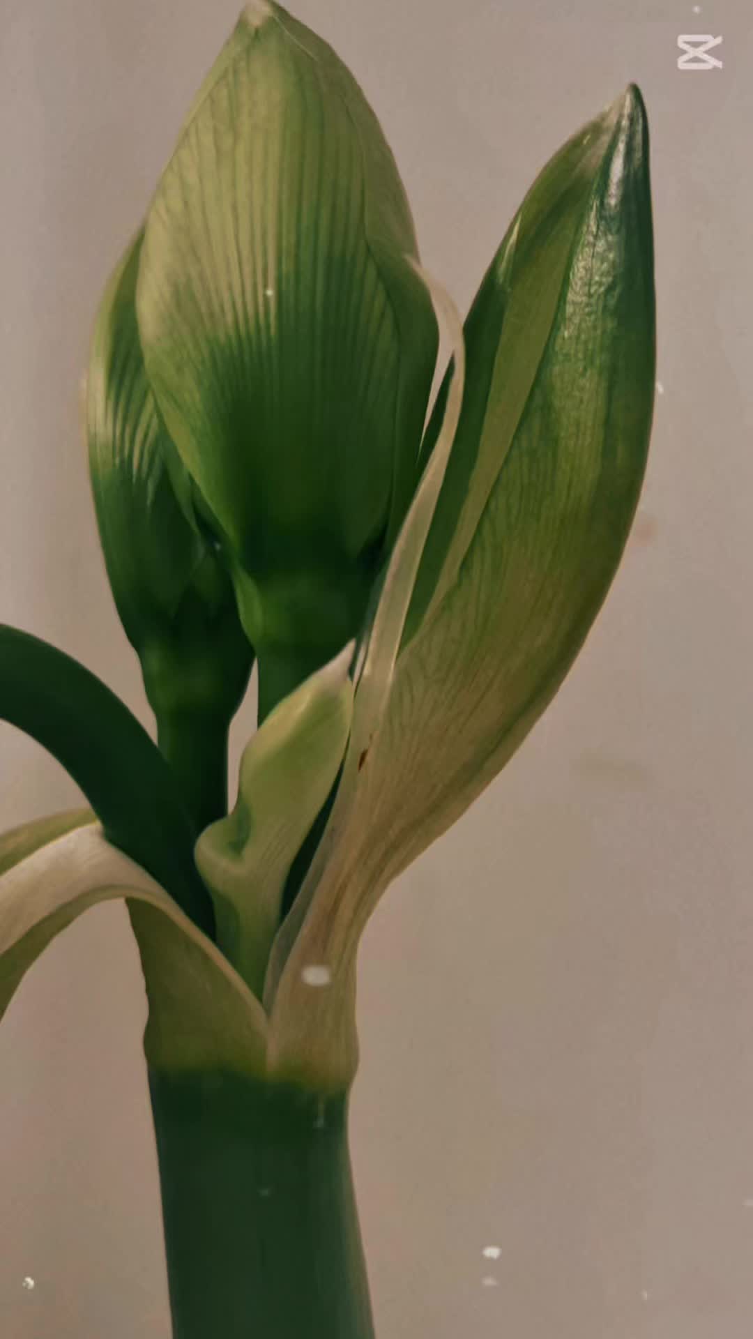 Happy Monday, Ottawa & Gatineau! 🌿✨
A new bloom, a new beginning — and a little surprise coming later today.