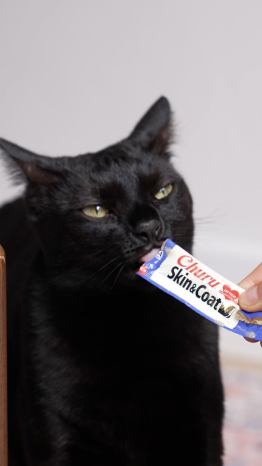 ✨ Your cat’s glow-up starts now.
That shiny coat isn’t luck, it’s nutrition doing its thing.
Inaba Churu Skin & Coat is packed with essential omega-3 fatty acids, which help nourish your cat’s skin from the inside out. When their skin barrier is healthy and hydrated, fur grows smoother, feels softer, and reflects light better.
Omega-3s also support overall skin comfort, helping reduce dryness and dullness caused by shedding, stress, or sensitivities.
#ChuruSkinAndCoat #CatGlowUp #ShinyCoatClub #HealthySkinHappyCat