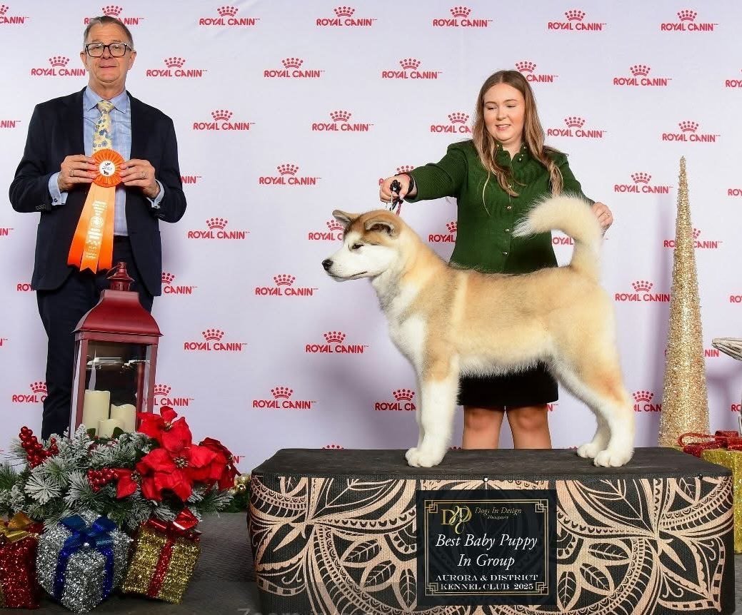 Voodooโs 1st day showing and BBPIG ๐โค๏ธ
Thank you to Tawny PolarBreeze for allowing this handsome dude to join our team. ๐ Shannon for your awesome handling skills ๐ Thank you to our judge Andrew Burt ๐ฆ๐บ for finding this special boy โค๏ธ & Chantal Villeneuve (DogsinDesign) for the lovely photo ๐
๐๐งธ๐ชก ๐ฅ๐ธ๐ธ๐ญ๐ธ๐ธ ๐ชก๐งธ๐ ๐๐๐๐๐ ๐๐ธ๐ต๐ช๐ป๐ซ๐ป๐ฎ๐ฎ๐๐ฎ ๐๐ธ๐ป๐ซ๐ฒ๐ญ๐ญ๐ฎ๐ท ๐ก๐ฒ๐ฝ๐พ๐ช๐ต
โโ
๐ง teracorrigan@gmail.com
๐ (613) 492-0110
๐ www.integritykennels.ca
โโ
#integritykennels #integritymalamutes #integritybouviers #alaskanmalamute #alaskanmalamutes #malamute #alaskanmalamutepuppy #malamutepuppies #bouvierdesflandres #bouvier #bouviers #bouvierdesflandrespuppy #bouvierpuppies
#americankennelclub #canadiankennelclub #registeredpuppies #ethicalbreeder #conformationdogshows