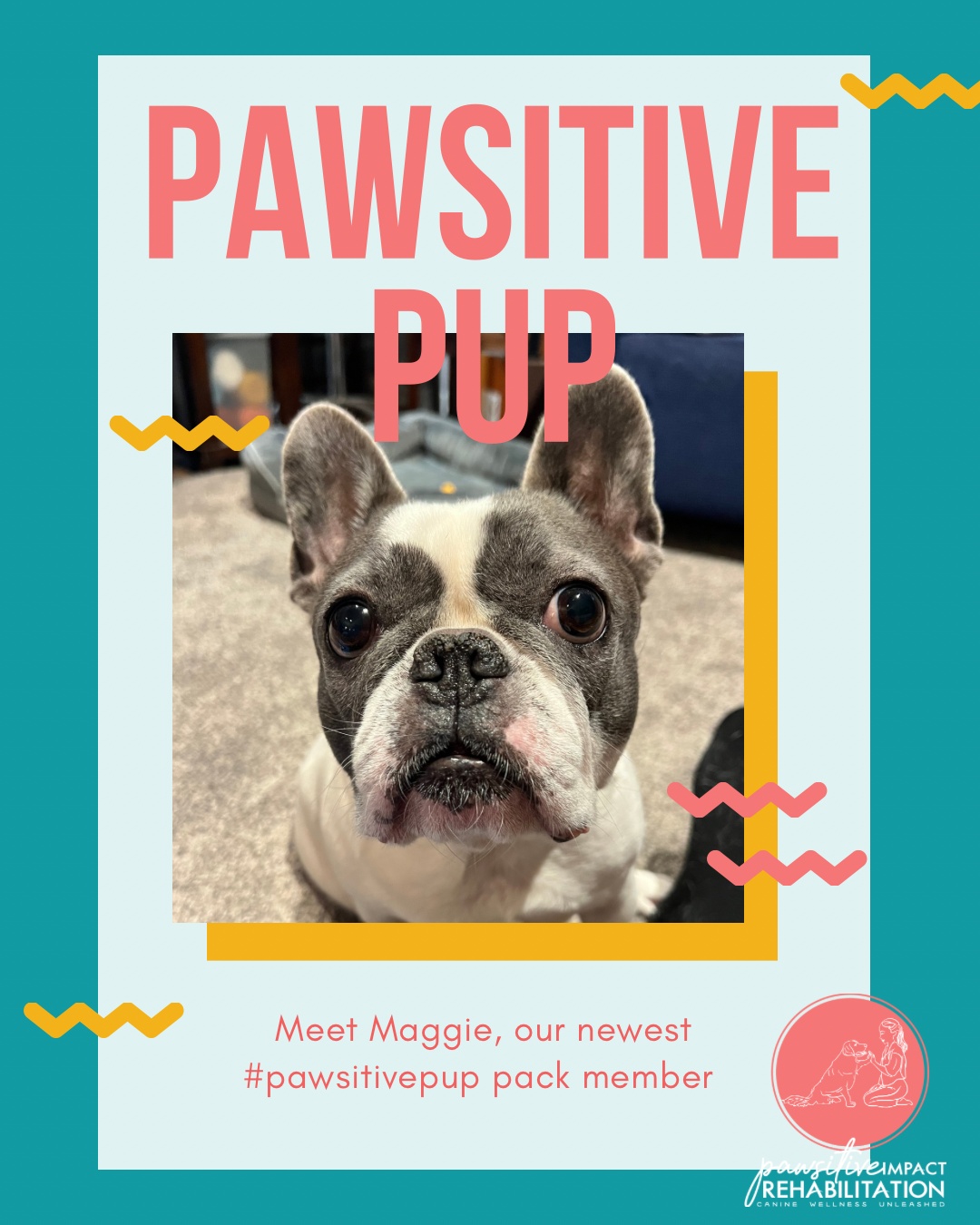 Meet Maggie! 💛🐾
This sweet girl is joining us at Pawsitive Impact Rehabilitation after her spine surgery, and she’s already showing so much heart. We’re excited to support her recovery, cheer her on, and help her regain strength every step of the way. ✨💪