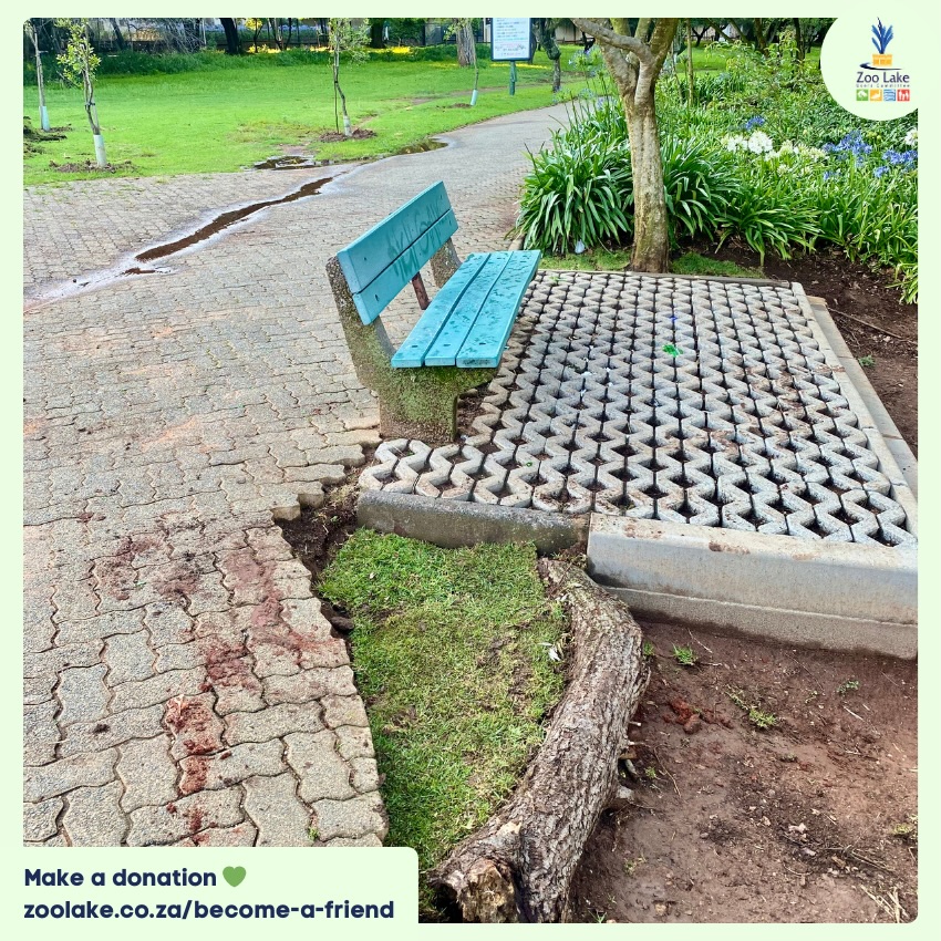Bench platform contouring 🪴
We took some of the grass from the cleared Roscommon Rd pathway and relocated it to the bench at the end of the pathway.
Now both sides of the bench have a bit of greenery and erosion protection ✌️
Like what you see? Support our work by making a donation at zoo lake.co.za/become-a-friend 💚