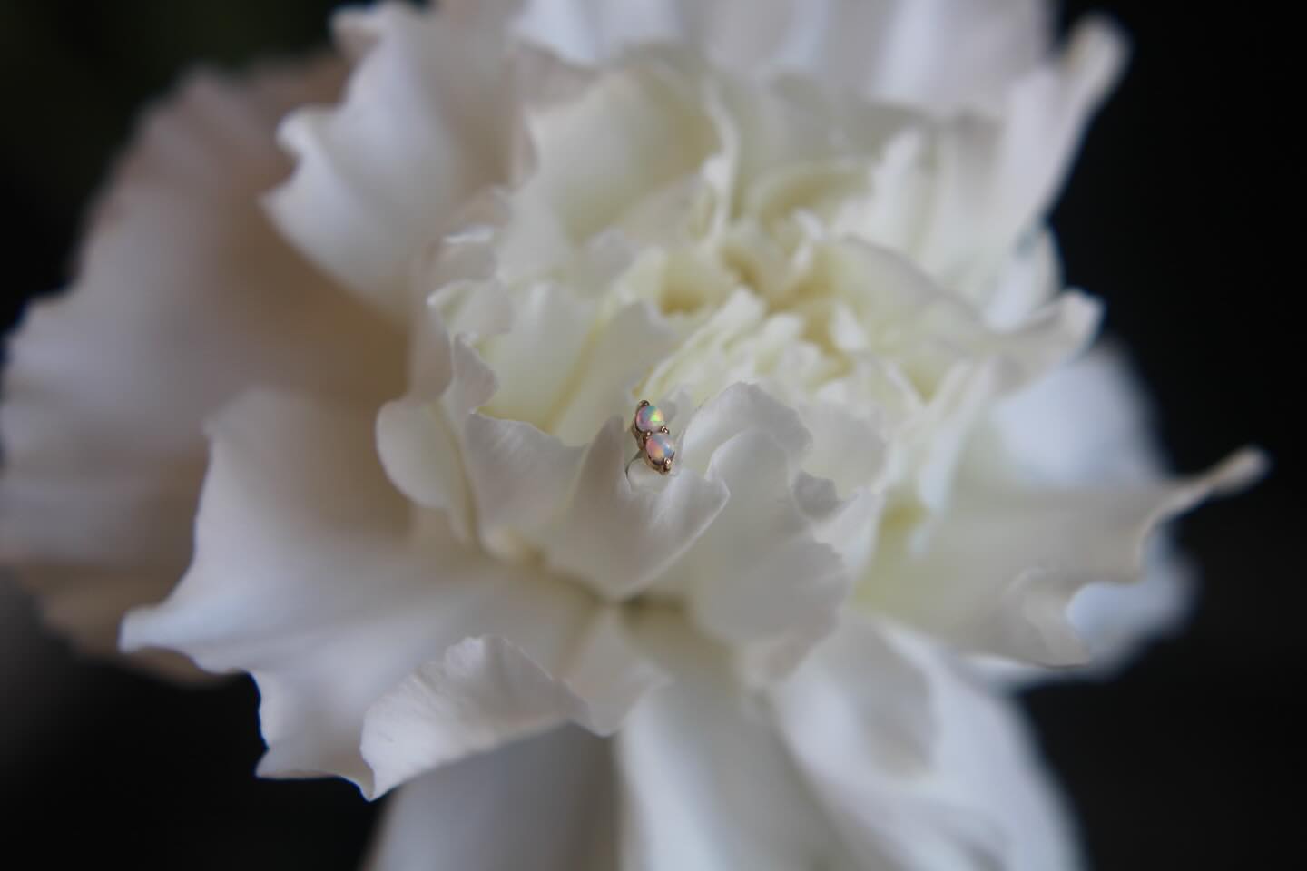 Gorgeously simplistic 14k gold piece with white opals ✨👌
#safepiercing #lifetimeguarantee💯 #studio100bg