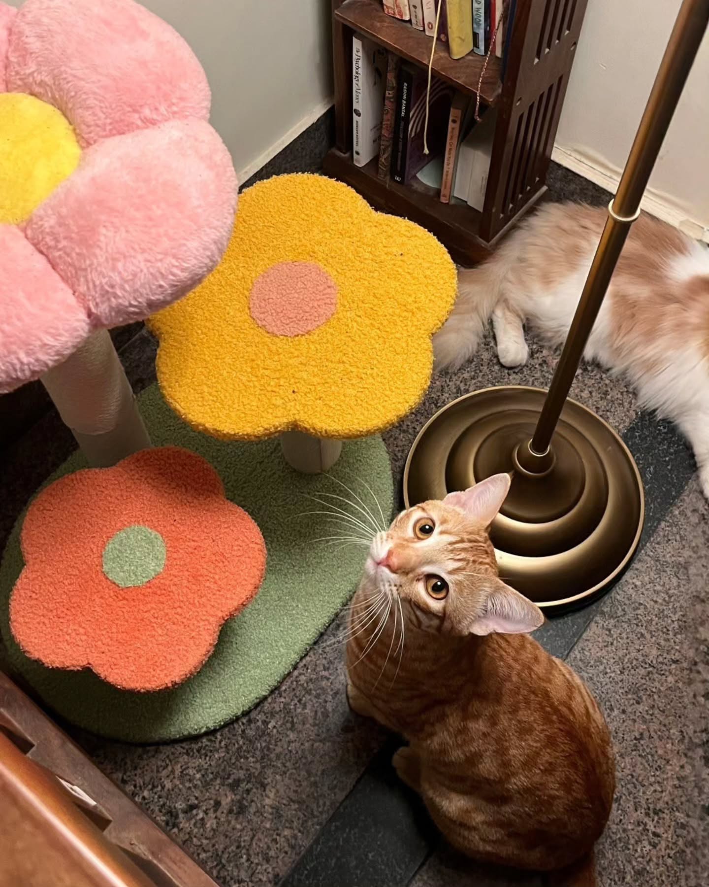 Daisy cat tree, now in bloom with the cutest company 🌸