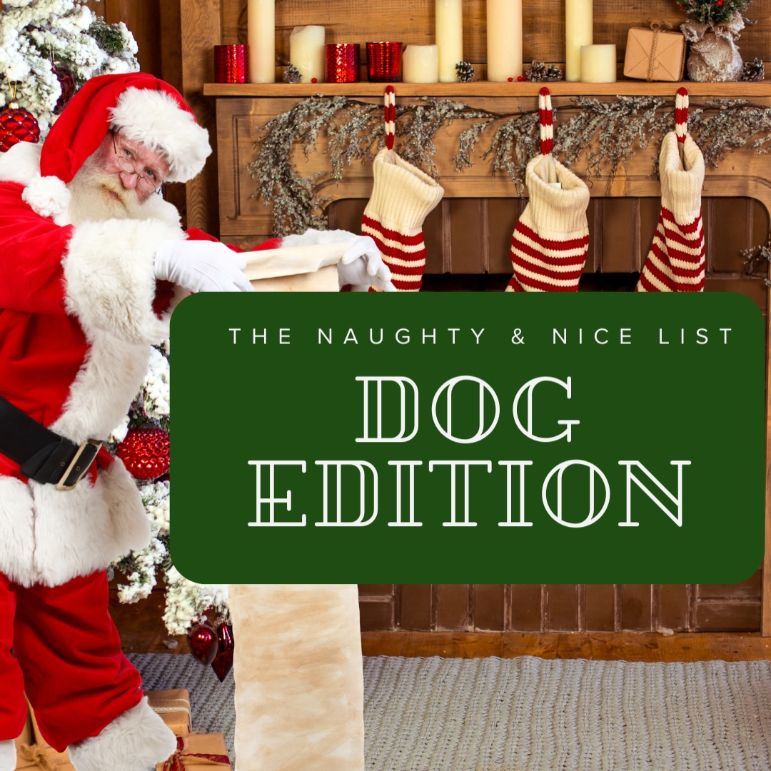 Is your dog on the Naughty List or the Nice List this year?
We’re breaking down the REAL holiday behaviors, from jumping on guests to holding a perfect place command with Christmas chaos all around.
✨ Want to join the fun?
Post a video of your dog’s Naughty OR Nice moment, tag @grassrootsk9 and your local Grassroots K9 location. Use #GRK9Christmas for a chance to win a Grassroots K9 Holiday Gift Basket.
This is your chance to show off your dog’s personality AND their progress.
Let the holiday competition begin. 🎅🐾