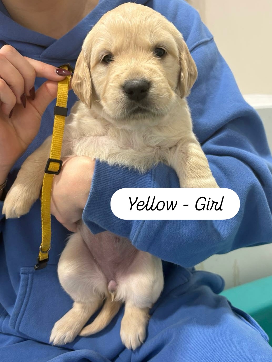 Puppy Portraits! Look how cute they are!