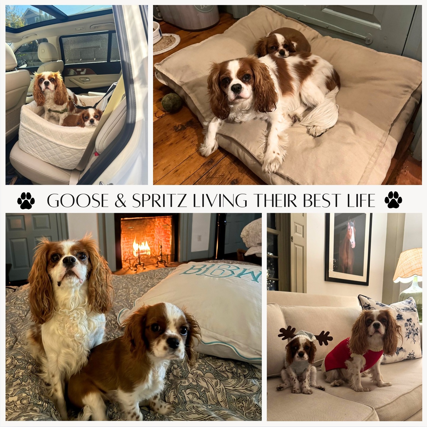 We love getting pupdates from our Woodland Canines families, and this one of Goose and Spritz absolutely warmed our hearts! 🧡 Thank you @brandynbrunelle for sending over these precious pictures!