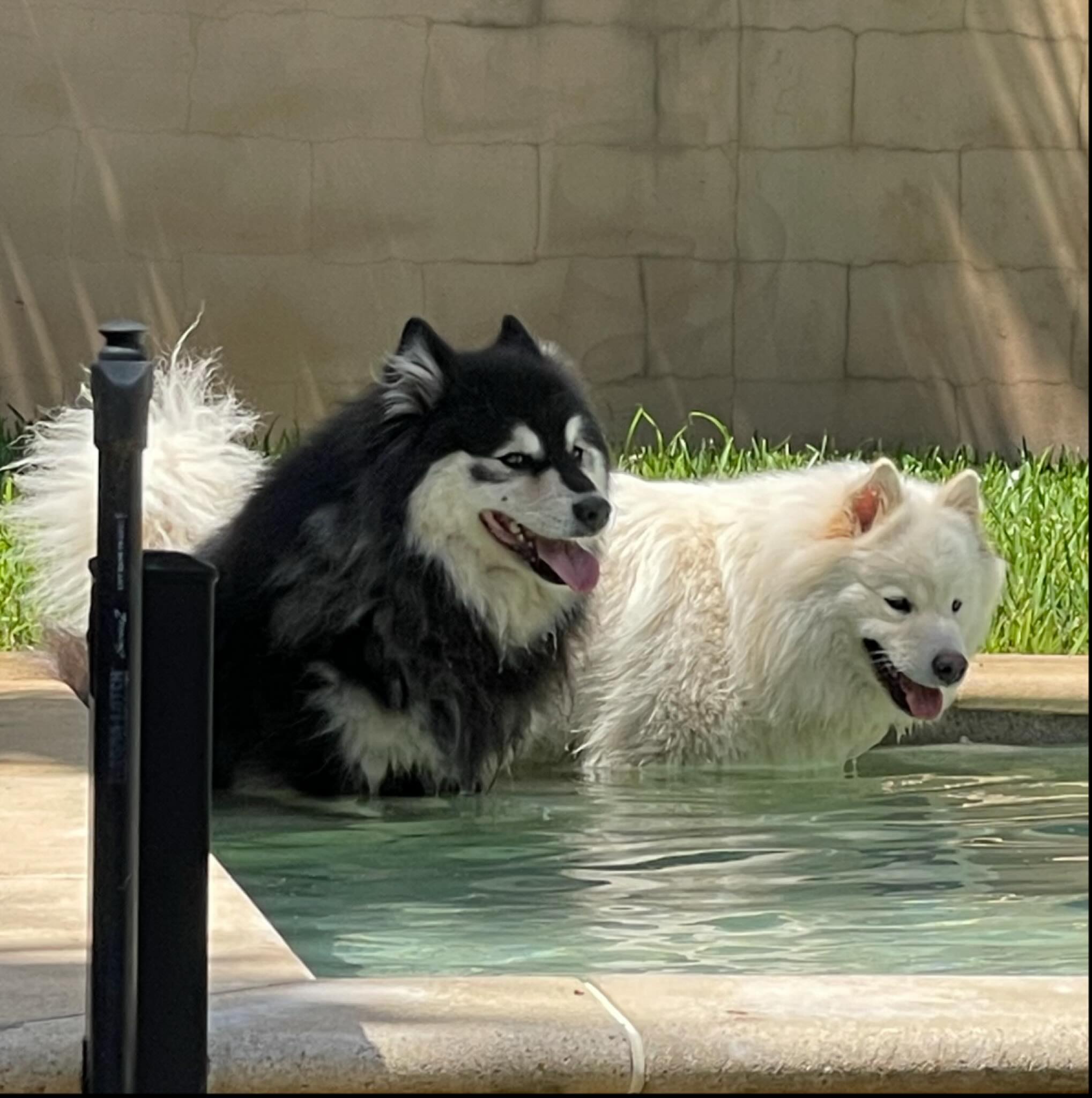 Sorting through photos, I found this one of Cheese and Esky last Summer, doing the lappie QLD thing. #suomenlapinkoira #lappiesinoz