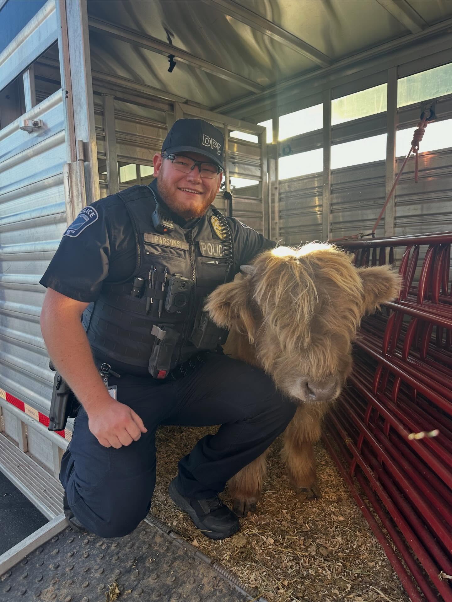 This guy was caught by the @drapercity police department being CRIMINALLY CUTE! It's a hard way to end up on the naughty list! #minihighlandcow #weeangusthehighlandbull #highlandcow