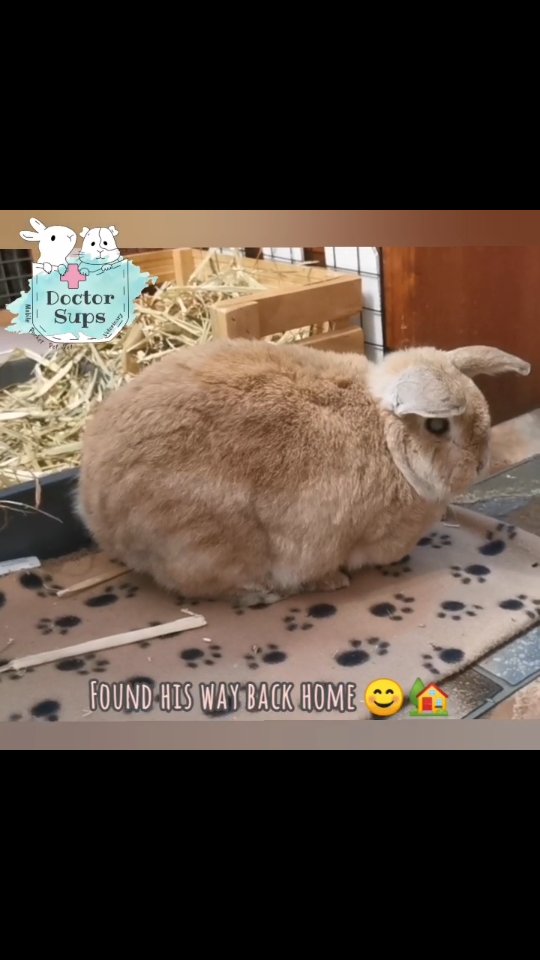This is Charlie 🐻 — an older gentleman who Dr Sups has had the privilege of caring for over many years, now enjoying his retirement in the comfort of his own home. Charlie may be blind in both eyes, but that certainly hasn’t slowed him down one bit. He continues to navigate life with confidence, curiosity, and plenty of charm, reminding us that this stage of life isn’t about slowing down — it’s about embracing comfort, dignity, and all the little joys that still matter most ♥️.
Dr Sups has a real soft spot for geriatric medicine. She believes this phase of life can be managed beautifully and comfortably with the right support — something she truly believes in and lives by, especially with her own seniors at home aged 9, 10 and 11.
And yes… we’re very gently working on Charlie’s waistline too — one step at a time 😅
#doctorsupsveterinary #doctorsups #pocketpetvet #mobileveterinaryservice #rabbitcare
