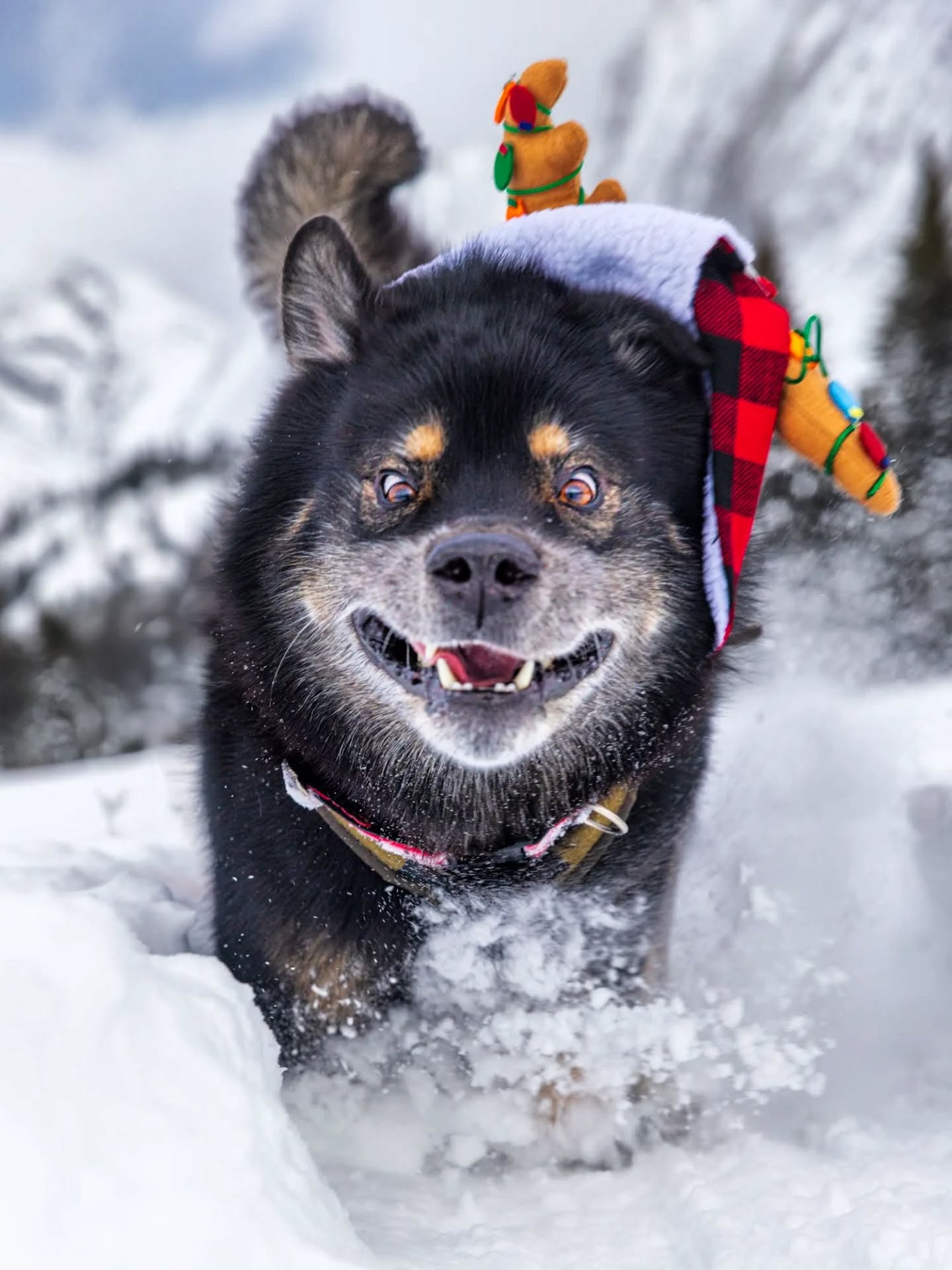 When your mom wants to do a festive hat photoshoot, but you've indulged in too much eggnog...ðĪĢðĪŠðĪĢ Should these pics be on next year's holiday card?
Tagging to spread some holiday craziness...um, I mean cheer...for @ocuglo @animal_necessity 12 days of Santa Paws. ð My eyes may look admittedly a bit crazy in these pics but at least my Ocu-Glo supplements help them stay clear and healthy! ð
#OcuGLO #AnimalNecessity #SantaPawsWithOcuGLO #WhoSpikedMyEggNog #SnowMuchFun