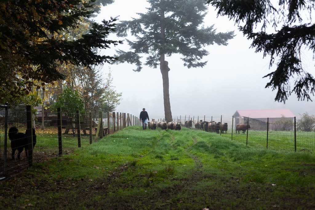 As we wrap up another year here at Wild Rose Farm, we’re feeling especially grateful for the simple joys this life brings. From the shimmering curls of our Wensleydales to the rare beauty of our Teeswaters and the irresistible charm of our Valais Blacknose sheep, each flock has filled our days with purpose and plenty of smiles. And of course, all the other animals who share this farm keep things lively in the best way.
This year brought strong fleeces, sweet lambs, and countless quiet moments that reminded us why we love what we do. As we look ahead, we’re excited for a new lambing season, growing our rare breed programs, and sharing more of our wool and our farm with you.
Thank you for being part of our story💛
—Nan & Ken, Wild Rose Farm 🐑✨