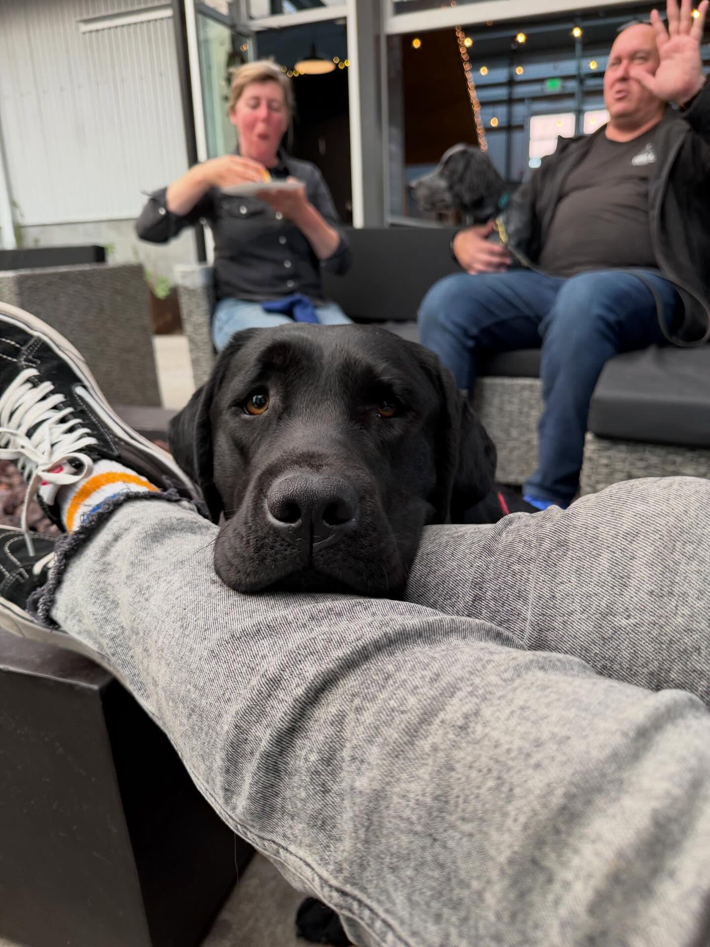 Bonnie Bean….I am loving this girl more each day. She is chronically happy, loves everyone she meets, doesn’t bark and has turned into a very reliable house dog. And she’s cute…
Also, I like this pic of @eleanorpost_lonelyhunters and @fordk9detection
And leg head rest @___________e_l_i_s_a__________ ❤️
.
.
.
.
#labradorretriever #blacklab #blacklabsofinstagram🐾