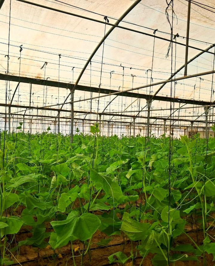 🥒 Cucumbers in the making 🥒
Swipe through our greenhouse where healthy cucumber vines are thriving and bright yellow flowers signal the promise of a good harvest.
At Aranya Farms, our cucumbers are grown organically under protected conditions — no shortcuts, just clean practices, rich soil we make, and careful nurturing at every stage.
From flower to fruit, this is how fresh, safe, and flavorful produce begins.
🌼 Naturally pollinated
🌱 Organically grown
🥒 Greenhouse fresh
#AranyaFarms #OrganicCucumbers #OrganicProduce
