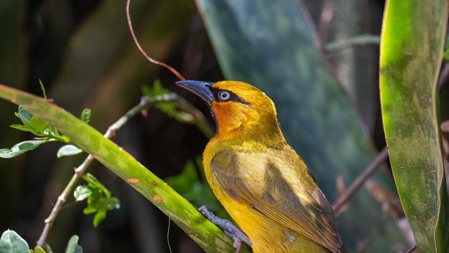 Tisserin du Cape , Addo National Park, Afrique du Sud
Proche de la nouvelle base de Contrées Sauvages 😊