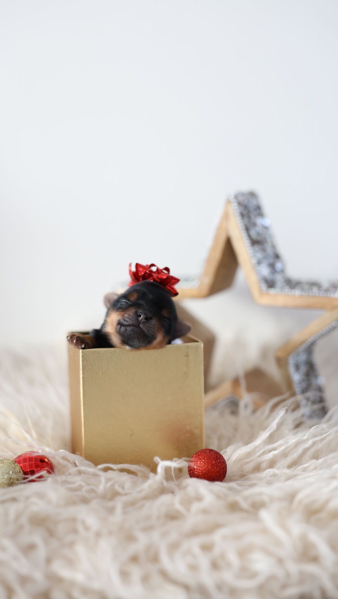 This is your sign to get her the puppy! 🎄❤️ *Note* Puppies are not gifts, they are lifelong commitments.
We place our puppies only with families who are fully prepared, involved, and committed. A puppy deserves stability, love, and a forever home, not a surprise.
•
#yorkie #yorkiepuppies #yorkieofinstagram #dogs #doglove #puppylove #puppyofinstagram #puppylife #babydollfaceyorkie #cute #adorable #instadog #lovemydog #pets #canadapuppies #yorkiebaby #bff #christmasgifts #xmas