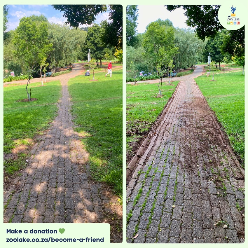 We did it! 🎉 The Roscommon Rd pathway clean-up stage 6/6 is done! ✅
We removed approximately 20 square metres of overgrown grass from the pathway.
Looking at archives of Google Street-view, we can see that the last time this path was visible like this was back in 2013. Now, friends and loved ones can once again walk, cycle and push prams side-by-side. 🤗
Help us do more uplifting projects like this, by becoming a Friend of Zoo Lake at zoolake.co.za/become-a-friend. 💚