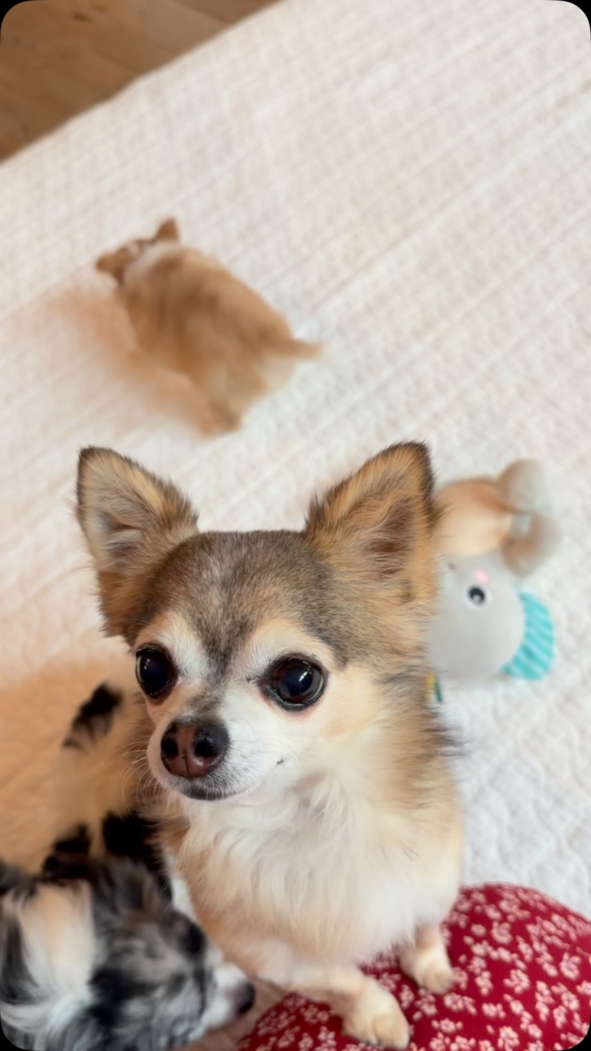 Family fun on this rainy day! Mom and dad enjoy the babies too 🥰 #chihuahuafam