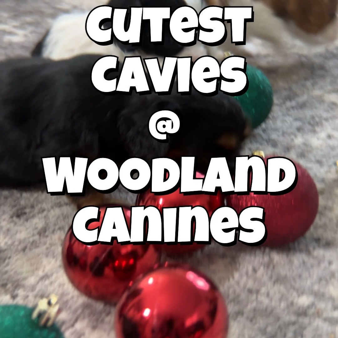 Tiny paws, big hearts 💕🐾
Our newest Cavalier King Charles Spaniel babies have arrived, and we are completely smitten. These sweet little souls are already soaking up love, cuddles, and gentle care as they grow stronger each day.
Raised right here at Woodland Canines with hands-on attention and early socialization, these precious babies are off to the best start. We cannot wait to watch their personalities begin to shine ✨
Stay tuned for updates as they grow, and feel free to reach out if you’d like to learn more about this sweet new litter or visit www.woodlandcanines.com 🤍🐶
#WoodlandCanines #BabyCavaliers #CavalierKingCharlesSpaniel #NewPuppies #RaisedWithLove #PuppySnuggles