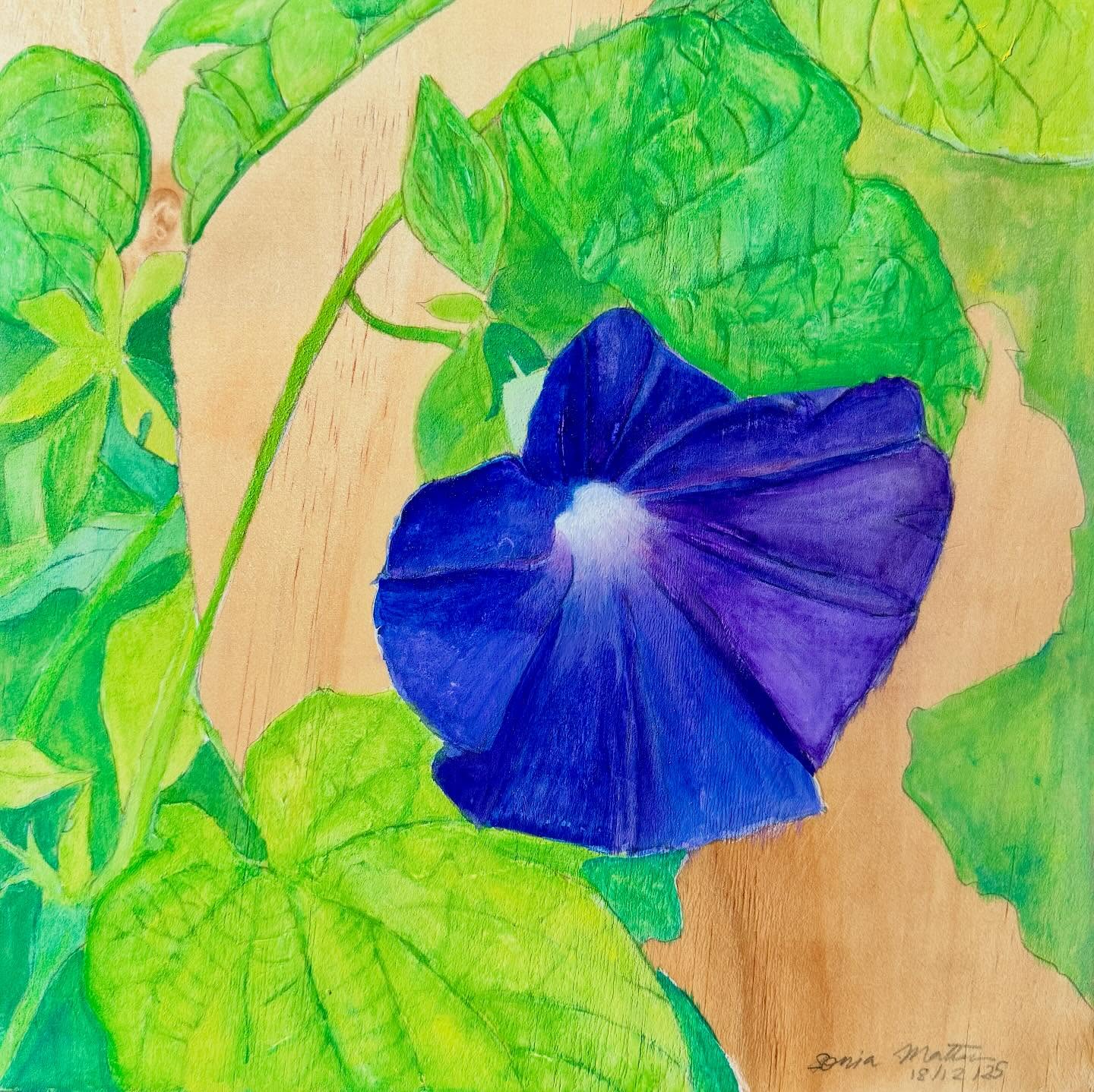 ‘Morning Glory’ oil on wooden panel. 30.5 cm x30.5 cm
#blueflowers #morningglory #floralartwork #botanicalcreativity
#garden
#convulvus
#floralart
#flowers
This painting centres on a large morning glory bloom, unfolding in rich purple and blue tones that evoke the freshness of morning. Lush green leaves and winding vines surround the flower, adding depth and movement. The exposed pinewood provides a warm, natural contrast, setting off the vibrancy of the foliage and bloom while grounding the composition in simplicity.