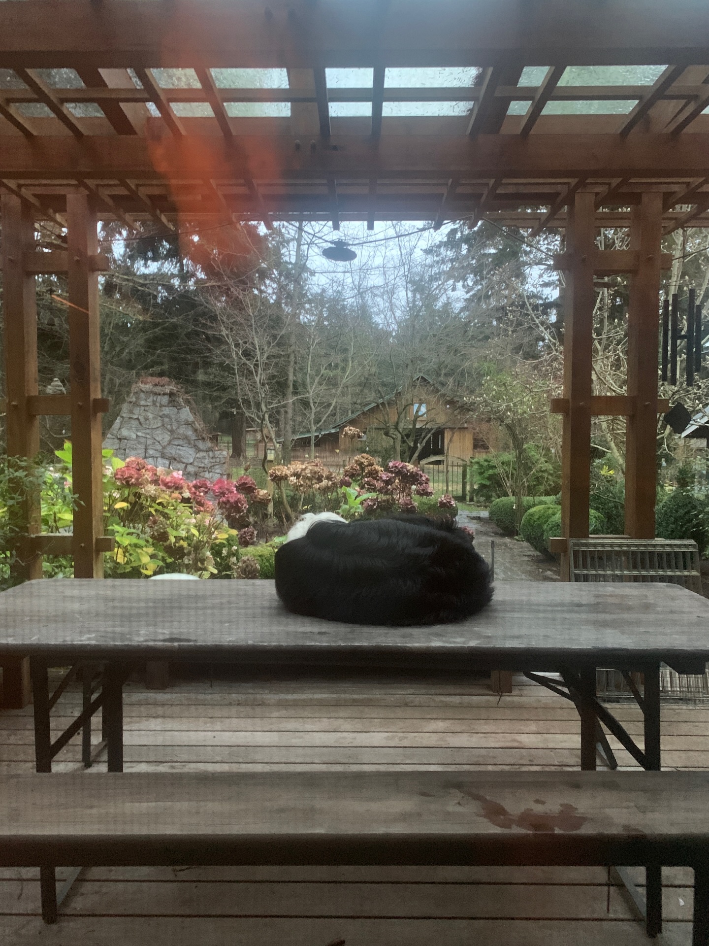 Rocky, our Australian Shepherd, has claimed the center of the table as his official nap spot💤 Because even that requires being the center of attention! 🐾
#australianshepherd #farmdog #sheepdog #guardiandog #goodboy