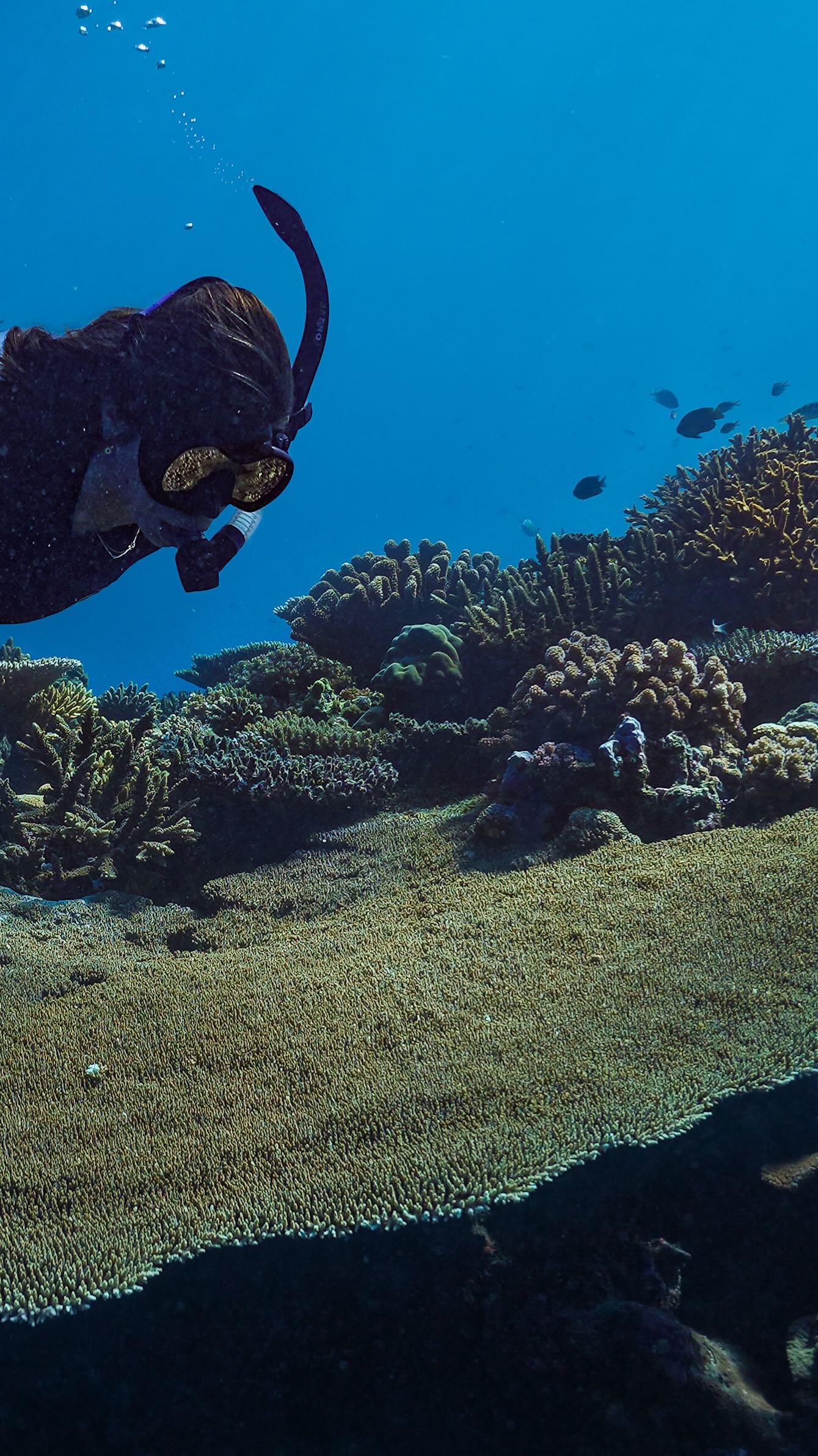 In just 30 years, we’ve lost half of the world’s coral reefs. Don’t stand by while the rest disappear. Support those working to protect their future, and join our end-of-year restoration drive to help fund critical conservation efforts. Donate today. Link in bio.