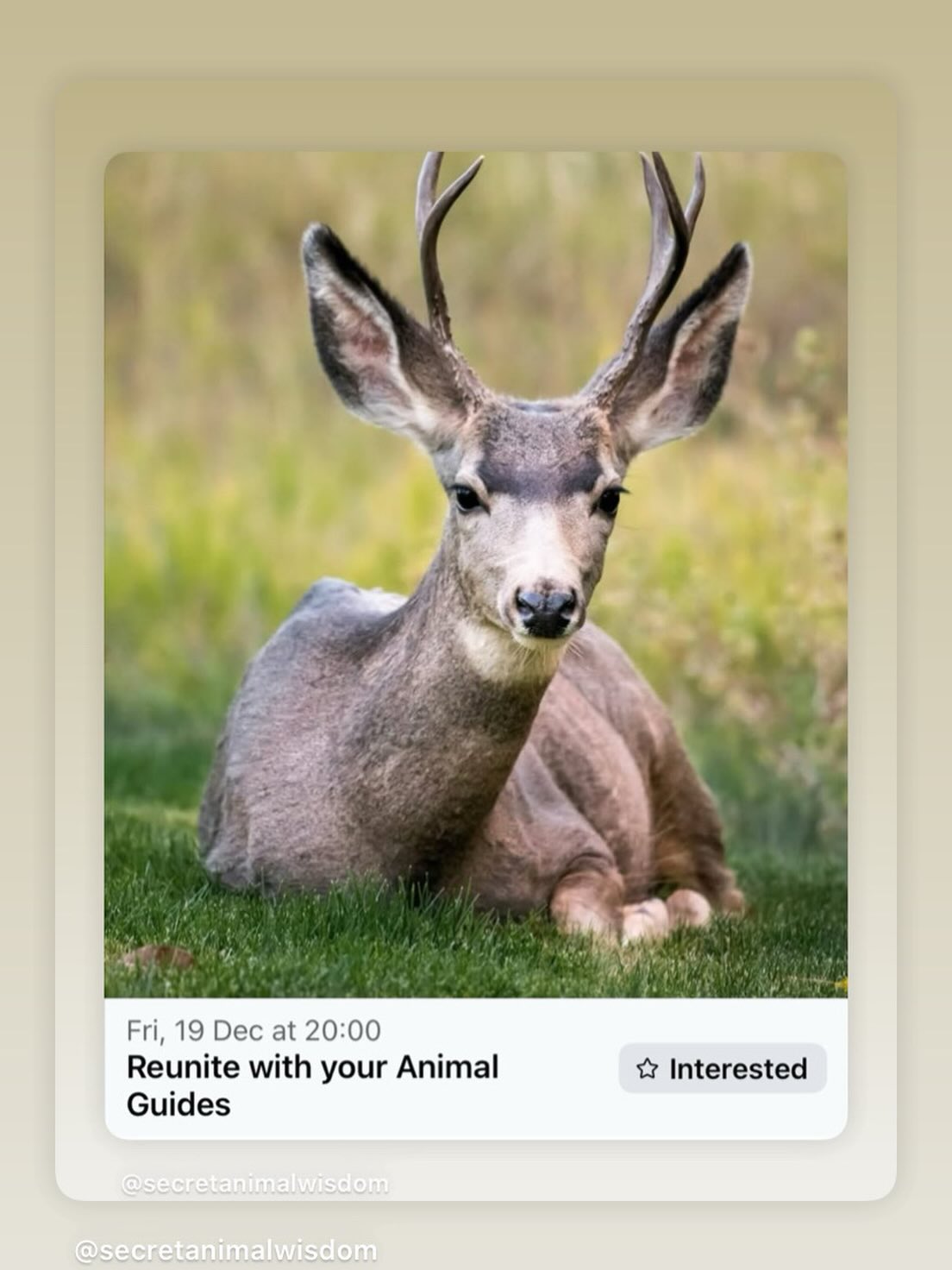 Thankyou to those that joined me last night for this Guided Meditation event online, I was blown away by each of the experiences shared & am always humbled by how the animals come through for everyone to gift them exactly what is needed in that moment…
This stuff is real & I will continue to create more opportunities for souls to have these sacred and unique experiences in 2026 💙
For now this was the last event of the year, will post when the next date is confirmed xx
Much love to everyone 💙