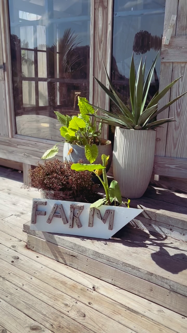 Beauty afternoon @thefarmbahamas🌴 🍅🥭🇧🇸☀️ #itsbetterinthebahamas #eleuthera #bahamss
