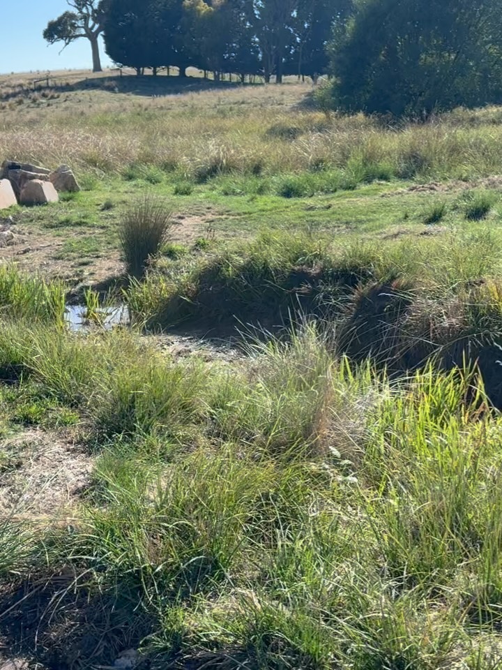 Less than 12 months after @johnfry2795 and I installed this structure. One of the best parts of my job is going back and seeing the landscape transition. @tarwynparktraining
Central Tablelands NSW.
