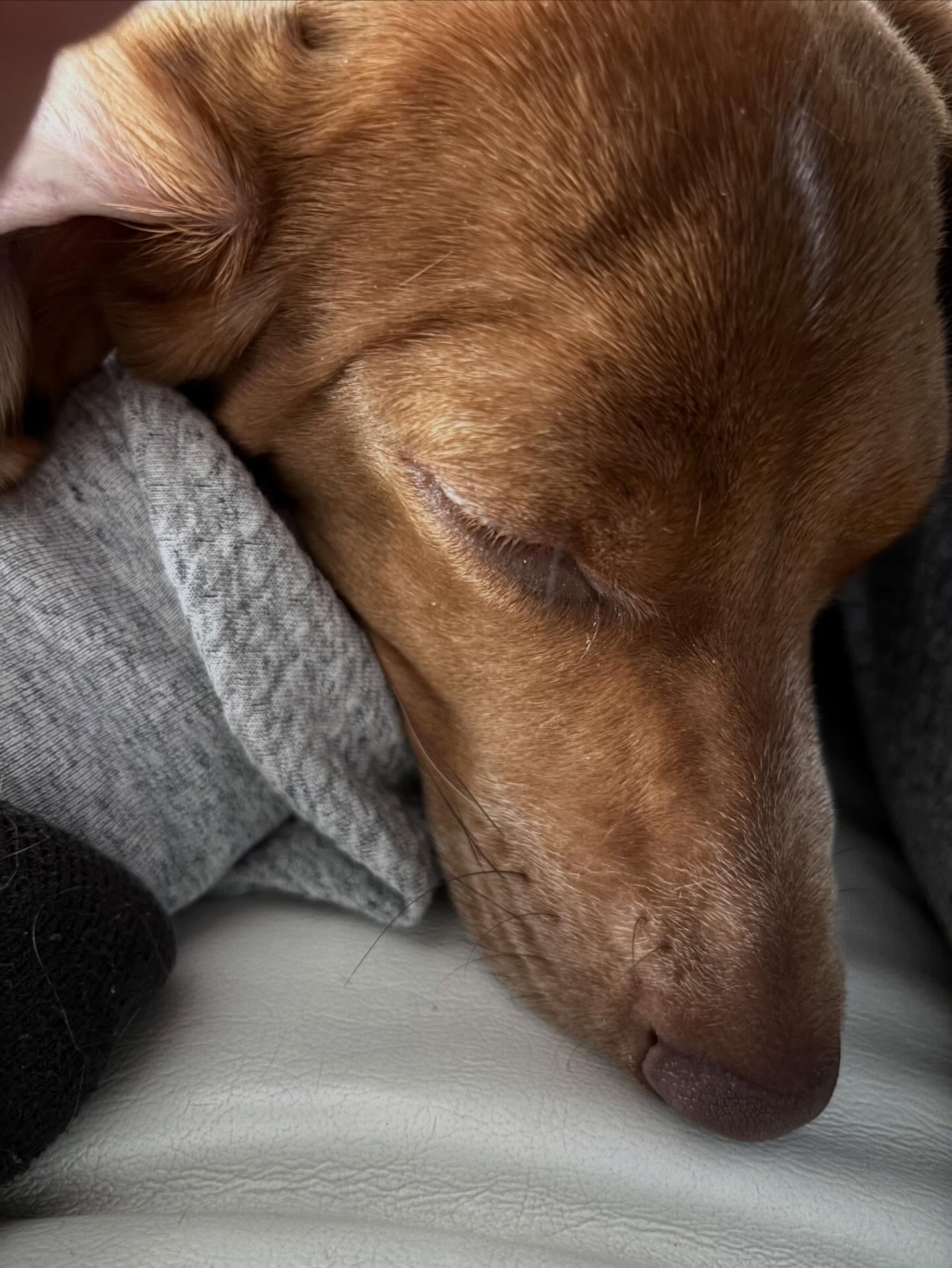 Lucky napping on my leg. She’s such a sweet, loving girl.
#dogsitting #lifeofadogtrainer #lifeofadogwalker