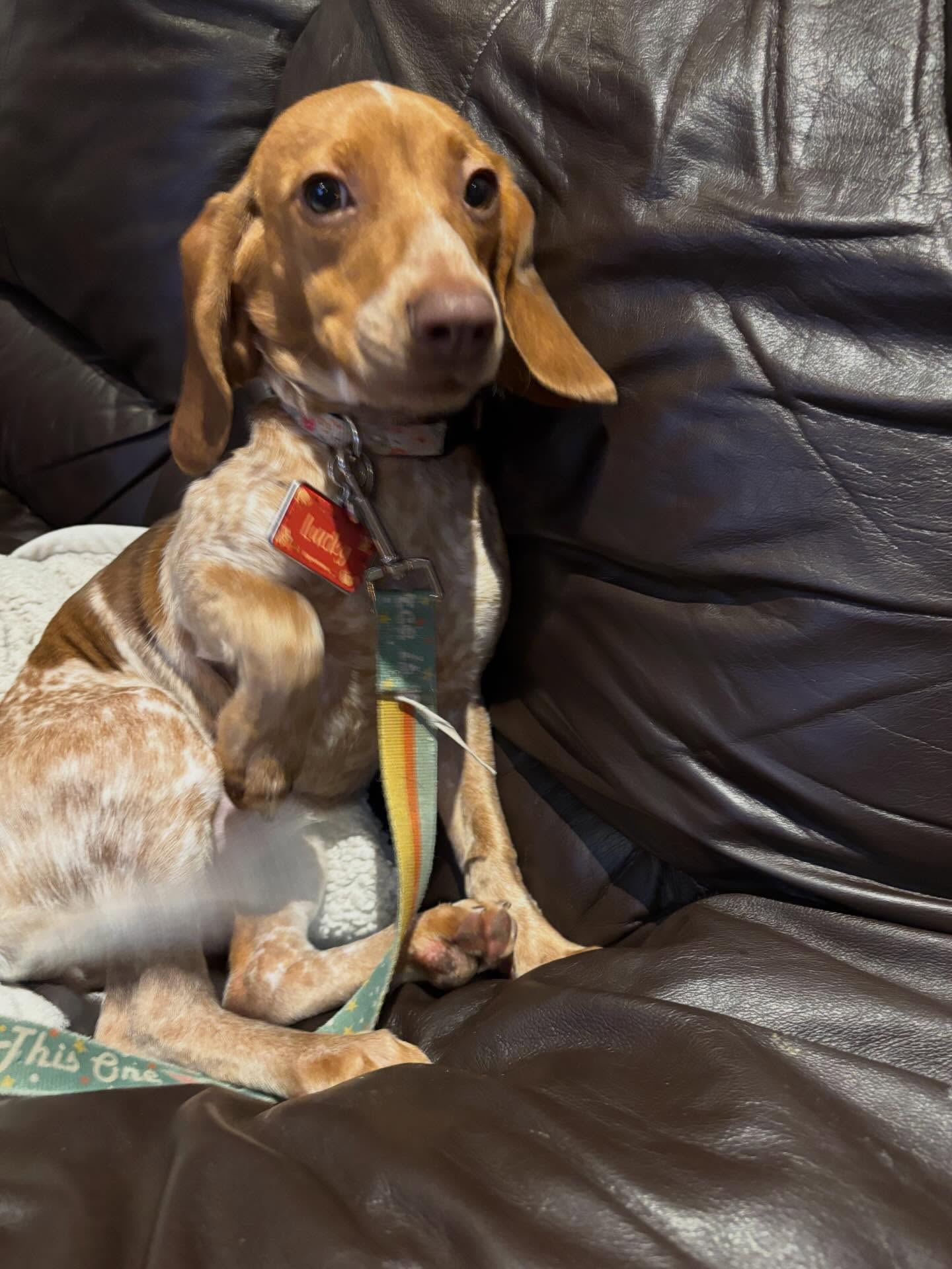 Lucky is settling in very nicely.
#lifeofadogtrainer #dogboarding #dogwalking #lifeofadogwalker