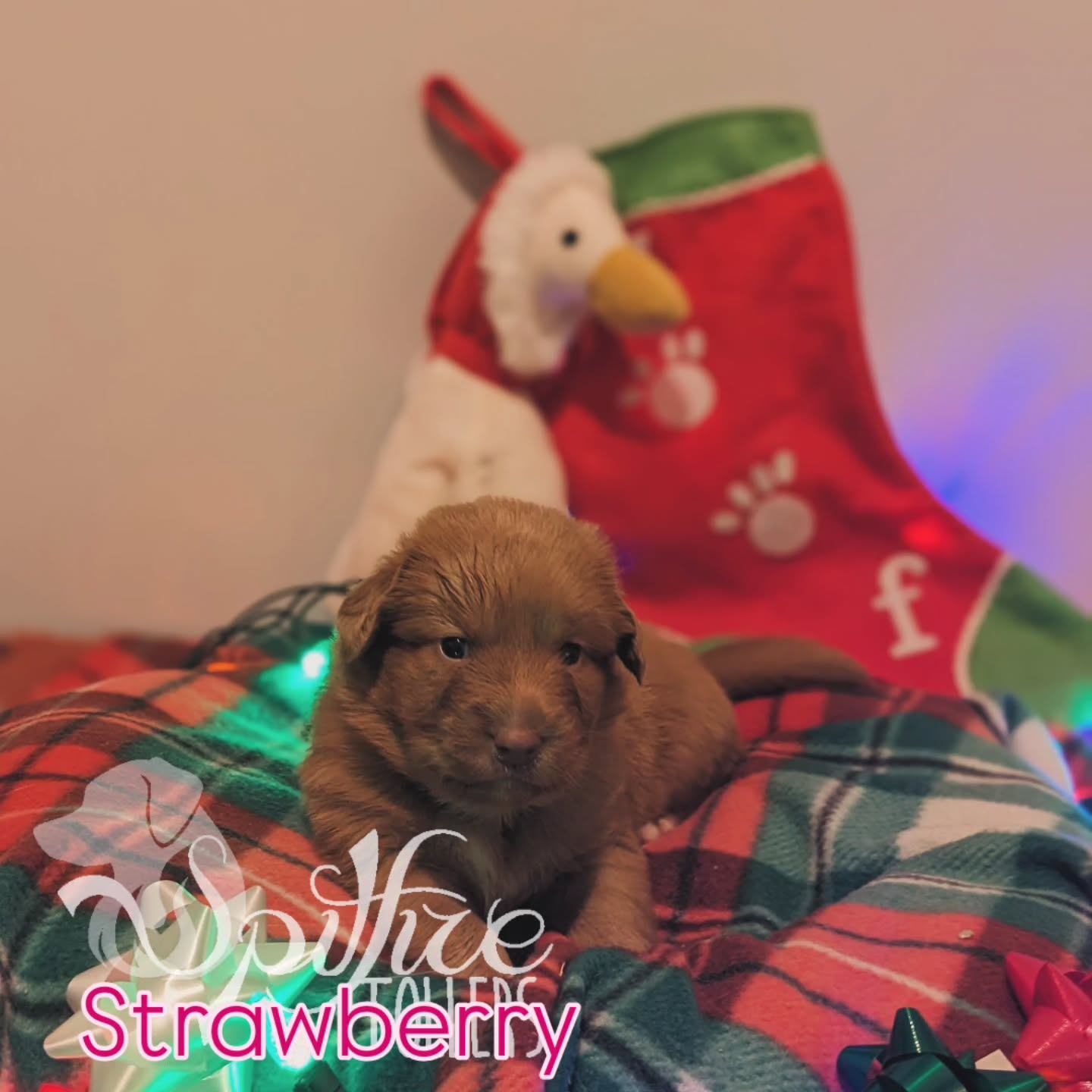 3 week check in! It's wild that I get to spend their first Christmas with these little ones. ❤️ Hopefully it's a magical one.