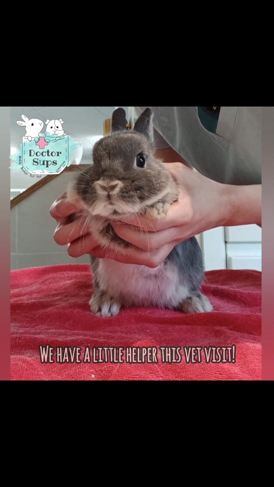 Dr Sups wrapped up her final vet visit for the year to the Rabbit Run Away Orphanage, and this time she brought along a special little bunny helper - school holidays are for lending a hand after all! (And no, that's not her daughter 😅)
As the year comes to a close, we're feeling incredibly grateful for the rescue, the foster carers and the volunteers for the extraordinary efforts they do behind the scenes to give these rabbits a second chance. Being able to support them, even in the smallest ways, is always a privilege.
Thank you to everyone who has entrusted Doctor Sups Veterinary throughout the year. We hope 2025 has been kind to everyone, and we look forward to meeting more new little ones in the coming year!
With love,
Dr Sups & team.
#doctorsupsveterinary #doctorsups #pocketpetvet #mobileveterinaryservice