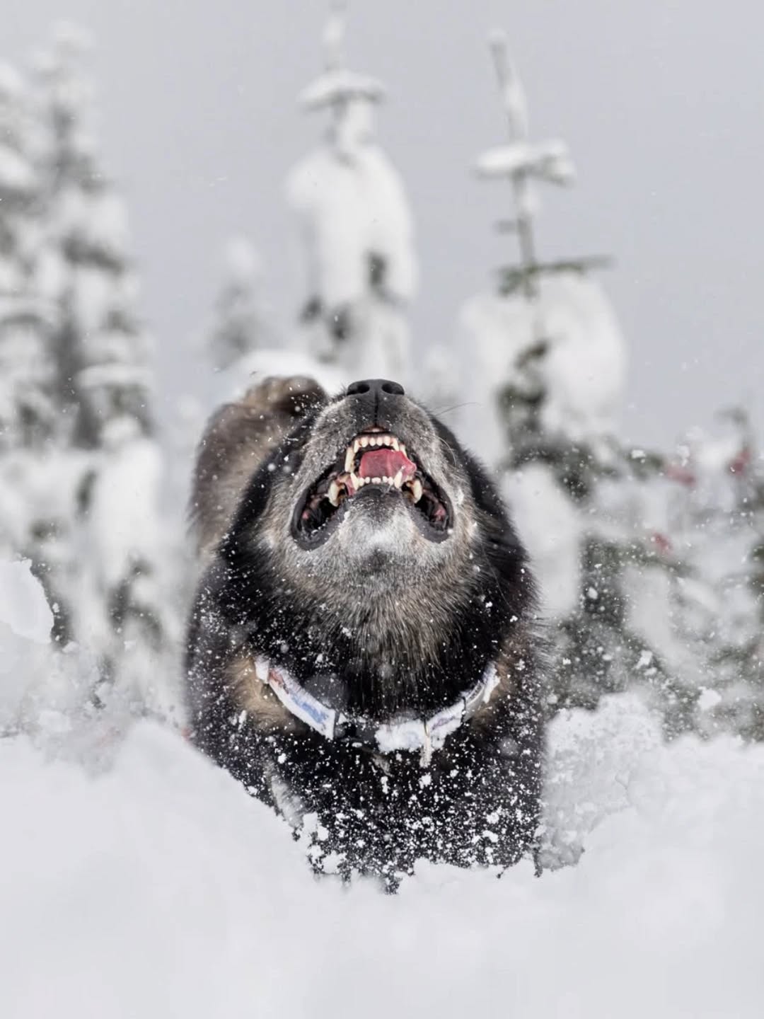 MFW it is FINALLY, officially, WINTER!!! âïļââïļ
This is actually a throwback pic from October when the Cascades got an early dumping of snow. I got so excited thinking we'd get an early winter but from then on it was all warm and rain (sooo much rain...and flooding). Recently the freezing levels have dropped and there's snow falling in the mountains again. Let's hope that remains the case and that winter is here to stay this time!
My yellowstone collar from @risingriverllc depicts a snowy scene and I've layered it with fresh real snow ðĪĢ. Code: KAIJU10
#WinterSolstice #LetItSnow #InMyElement #NoZoomiesLikeSnowZoomies #ItsTheMostWonderfulTimeOfTheYear