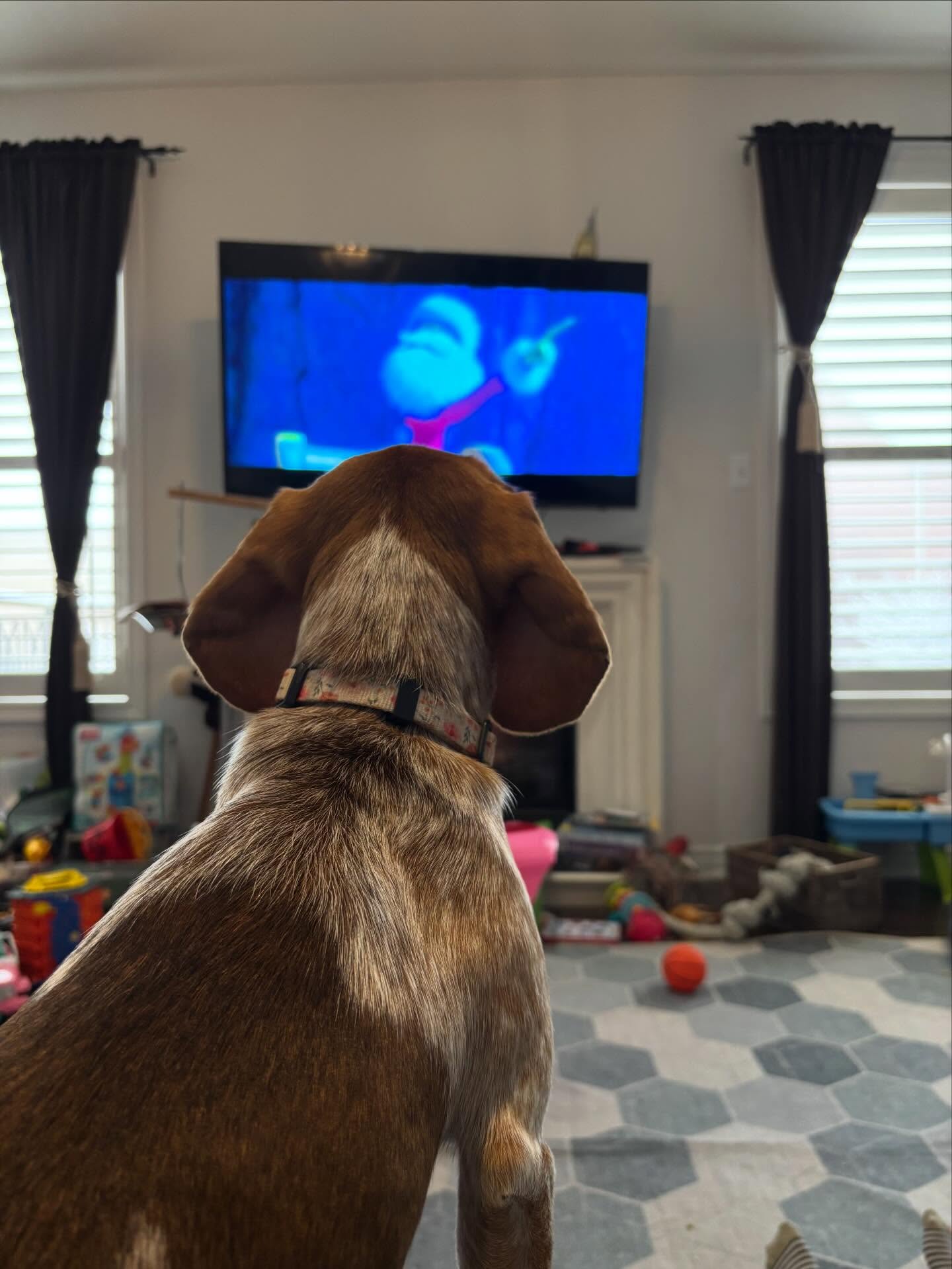 Watching The Grinch, while staying warm and cozy inside. No slay pulling for this pup.
#thegrinch #sledpulling #dogswatchingtv #xmas #dogboarding