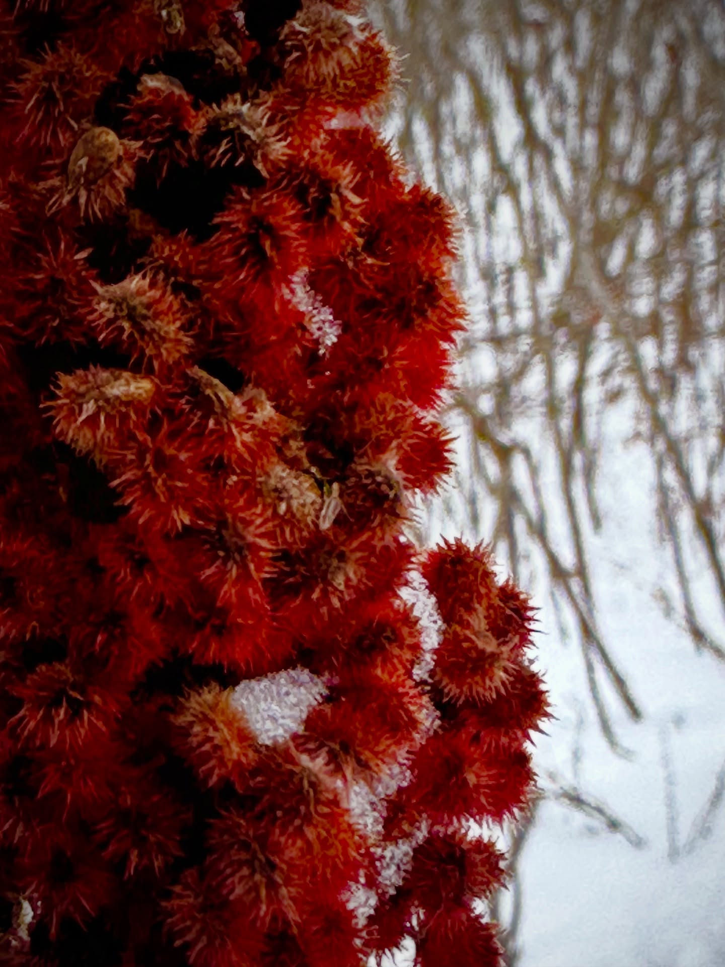 Betwixtmas:
The time between Christmas and the New Year that is meant for rest and relaxation.
I went for a slow walk and stopped to admire these super vibrant Staghorn sumac fruits panicles. I’ve never thought about it this way before, but it seems like each small fruit has its own genuine little fur coat!
Have you also had a chance to slow down over the holidays, or are you still in full productivity mode?
#rhustyphina #stopandsmelltheflowers #winterplants #winterisforslowingdown