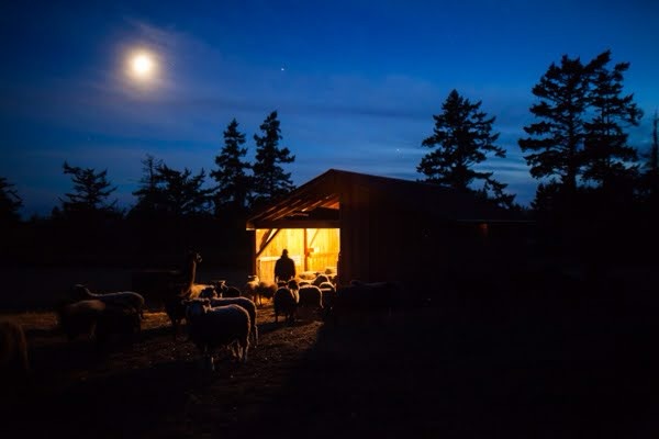 As the saying goes, just count your blessings instead of sheep; but for us they’re one in the same 🐑❤️
🎄Merry Christmas to all and to all a goodnight 🌙✨
- Wild Rose Farm
#countyourblessings #whitechristmas #onemoresleep #silentnight #merrychristmas