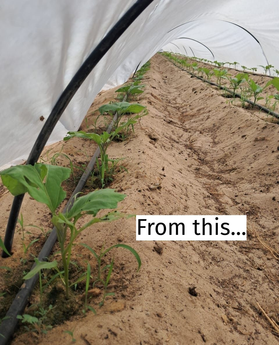 From protected beginnings to standing on its own.
First, the okra seeds under agri-cloth — shielded from heat, wind, and early stress.Then, the same plants out in the open field, growing confidently in the desert sun.
This is what good timing and careful planning look like on a farm.
Protect when needed.
Expose when ready.
It’s not about rushing growth — it’s about knowing when to step back.