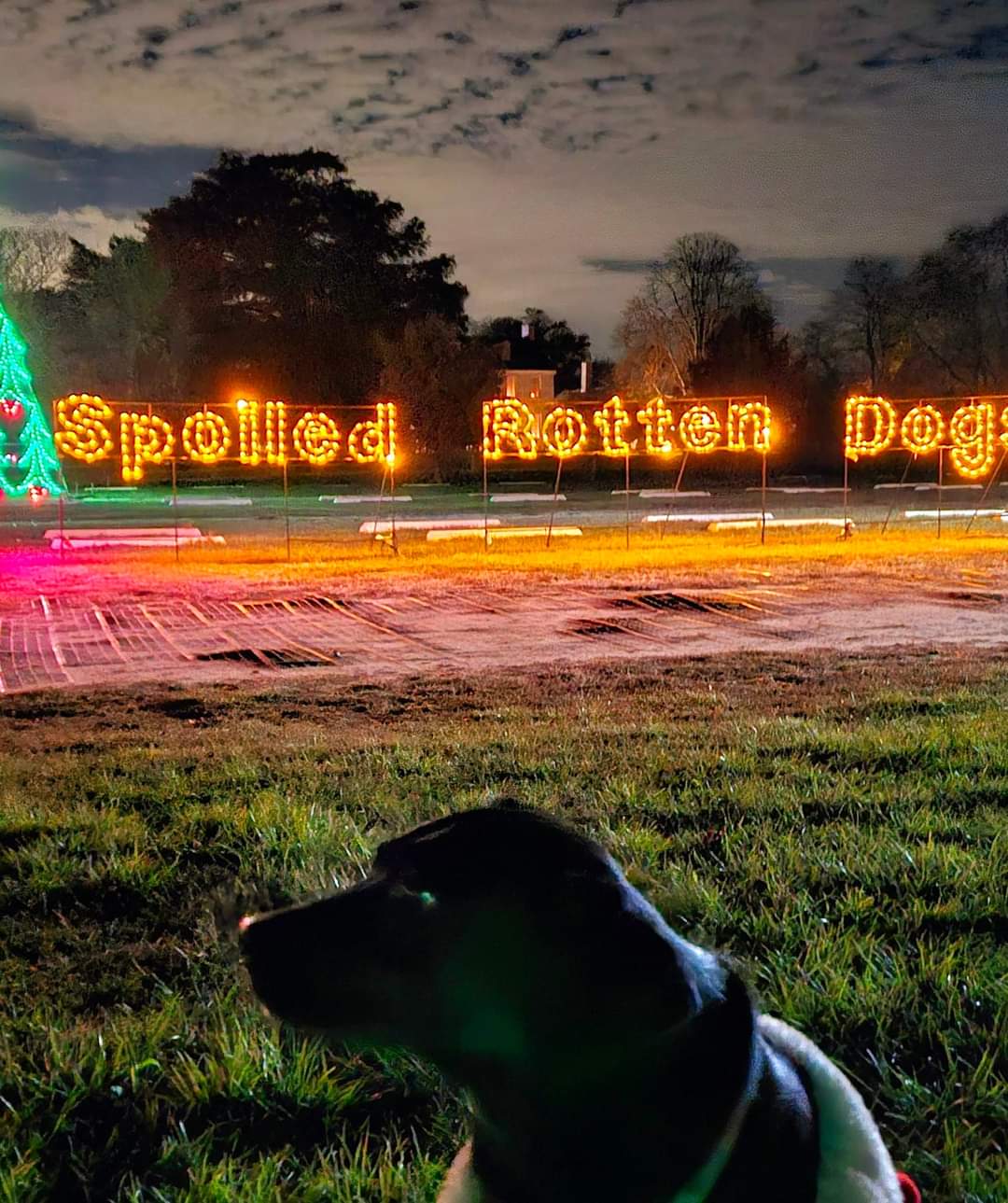 🐾✨ When Your Co-Pilot Is Fully Invested ✨🐾
Some passengers don’t say a word — they just watch every light, every color, every moment.
That’s the beauty of Lights on the Bay: it captures attention, hearts, and a few curious noses along the way.
A holiday tradition the whole family can enjoy, from the comfort of your car.
👉 https://www.lightsonthebaymd.org
#LightsOnTheBay #PetFriendlyFun #FamilyTradition #HolidayLights #AACSPCA