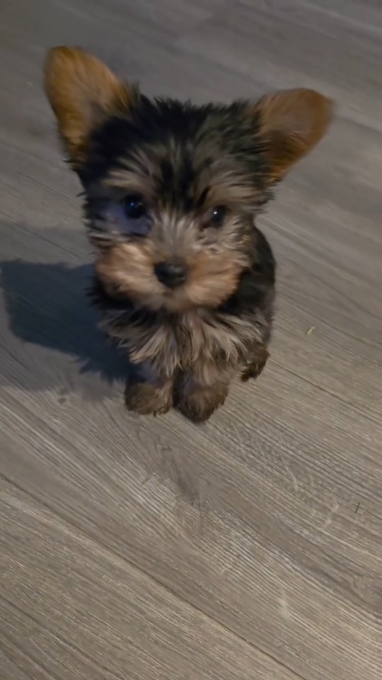 Meet Teddy and Timmy, the newest members of the Brightest Bloom family
#ᴘᴜᴘᴘʏʟᴏᴠᴇ #flowersandpuppies