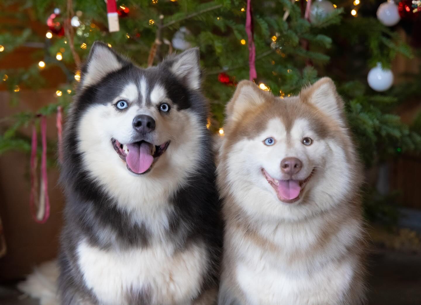 Merry Christmas from the Foxfire gang! #pomsky#pomskypuppies#Phoebe#rune#family