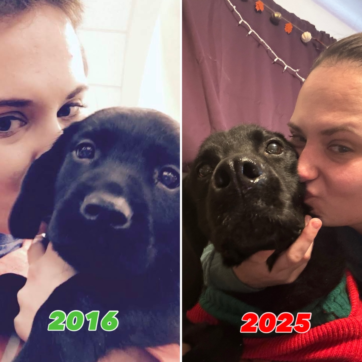 Happy gotcha day to my sweet, spoiled, heart dog YenSid 🥰❤️
Happy holidays to everyone!