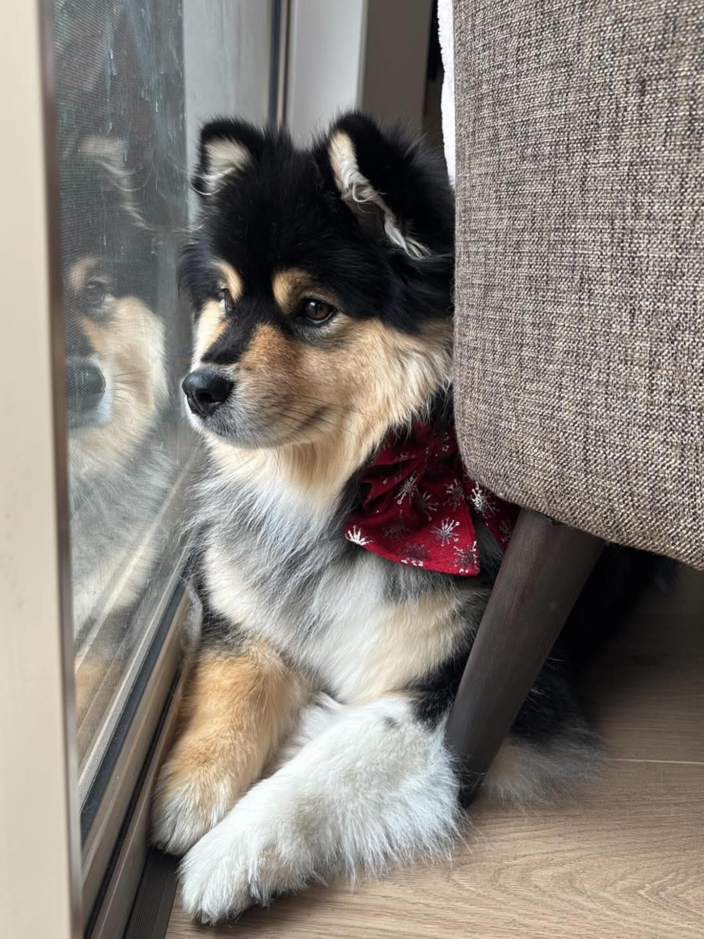 Merry Christmas from the beautiful Diego from the 2024 Seeds of Time litter #suomenlapinkoira #lappiesofinstagram #lappiesinoz