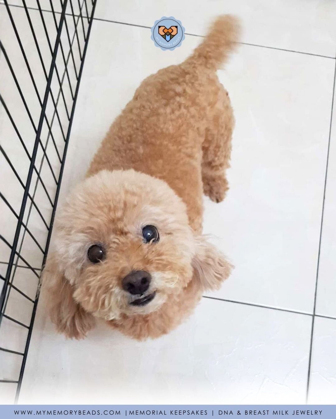 Each keepsake we produce carries the love and memories of your cherished ones, and knowing that we’ve been able to help in any small way inspires us to keep going.
Thank you Joycelyn for trusting us with Mouse’s keepsake. It was our honour ❤️
Clients like you fuel us to continue doing what we do❤️
🎐
These keepsakes honor your loved one’s memories in a way that reflects the life they lived and the joy they brought to yours.
Keepsakes made with Italian Glass & Jewellery Resin.
Cremation Ashes | Breast Milk | IVF Straws | Umbilical Cords | Fur | Hair | Soil | Flowers | Blood & So Much More 🪴
©️ Copyright My Memory Beads. All Rights Reserved.
#MemorialKeepsakesMalaysia #petashesjewellerymy #petashesjewelrymalaysia #memorialkeepsakesMY #ohmypetexpo2026 keepsakesmy petashesjewelrysingapore petashespendantsg petashespendantmalaysia
KeepsakesMalaysia MemorialKeepsakesSingapore memorialkeepsakesSG keepsakessg
Keepsakessingapore petfurjewellerymalaysia petfurjewelrysingapore cremationjewellerymalaysia cremationjewelrysingapore singaporepetfestival2025 rememberinglovedonesmalaysia