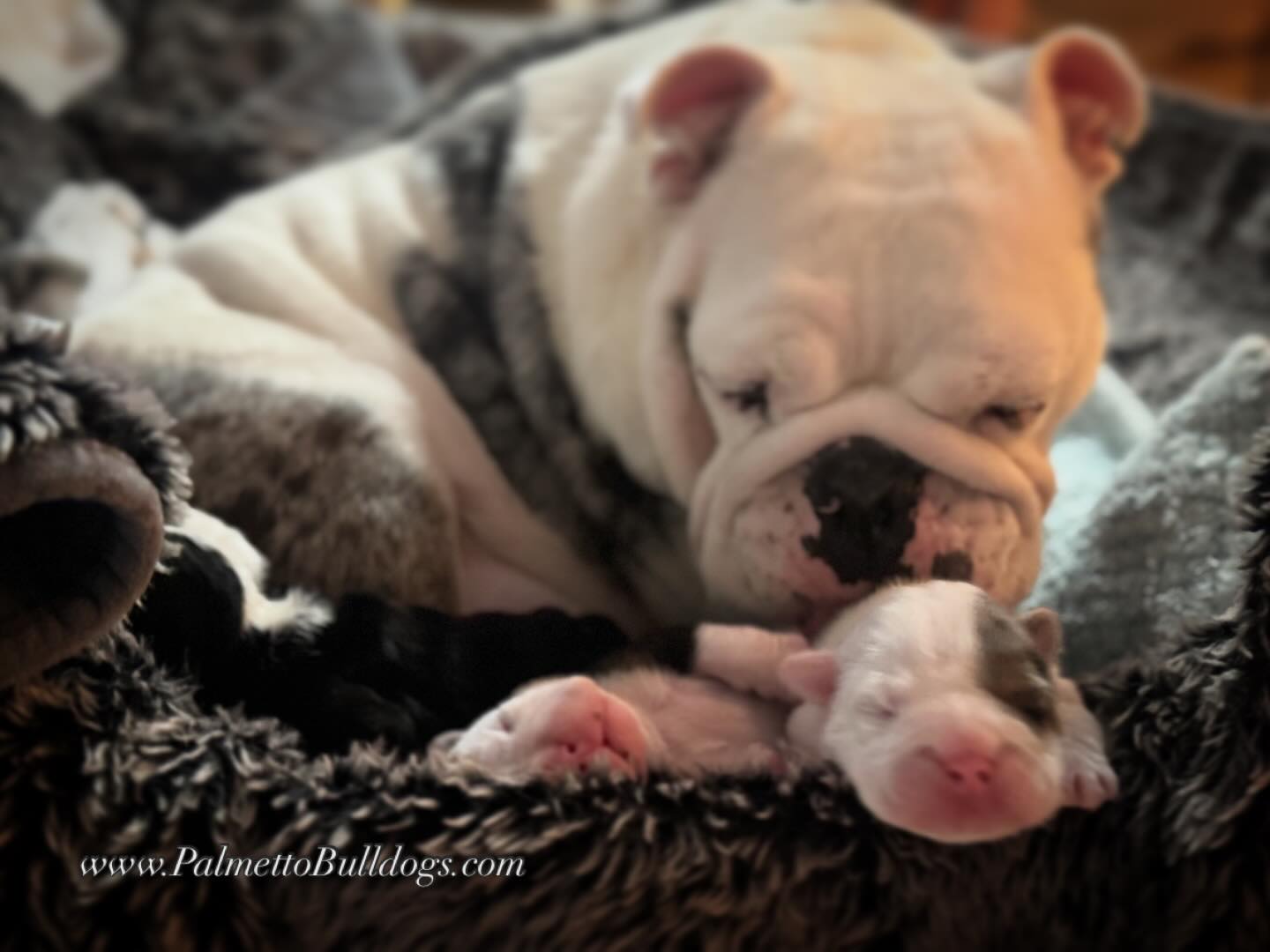 Just in time for Valentine’s Day! #palmettobulldogs #iloveenglishbulldogs #bulldog #dog #love