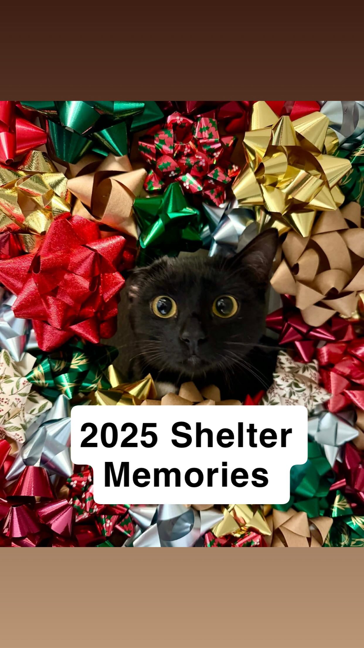 2025 — a year measured in paw prints
#kodiakanimalshelter #alaska #woof #adoptdontshop #foryou
